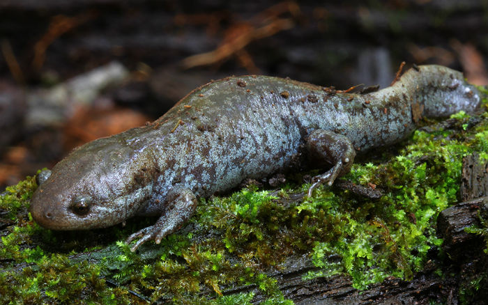 Mole Salamander